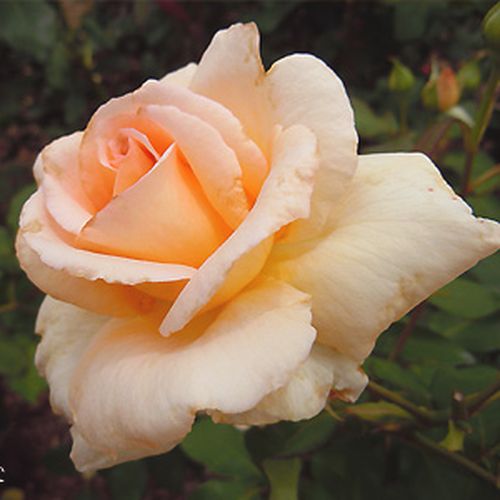 Diorama teahibrid rózsa